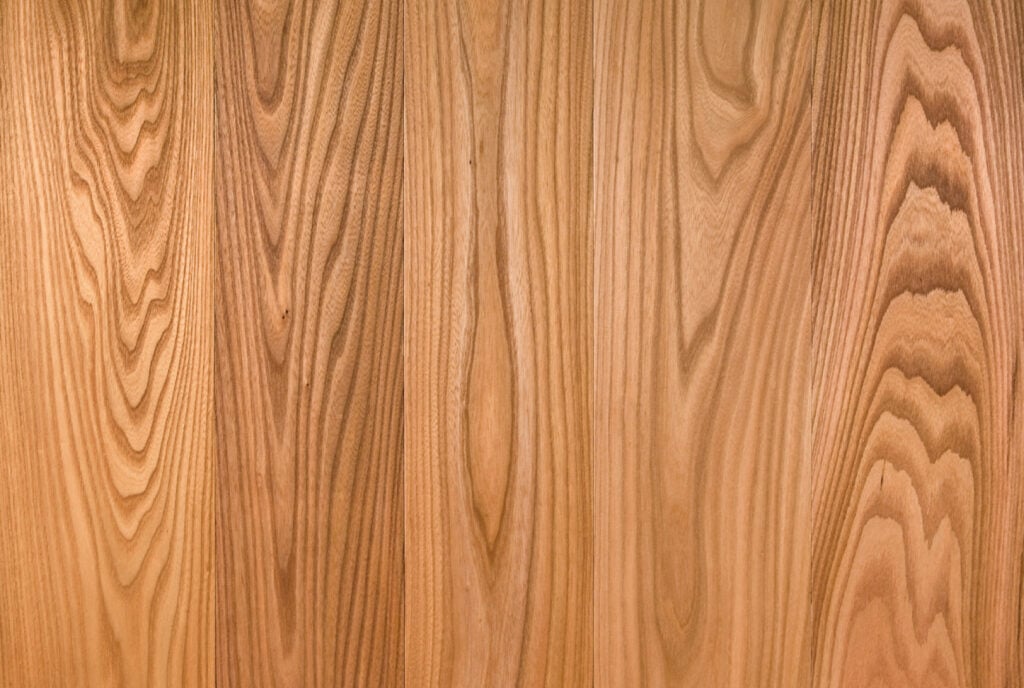 American Elm