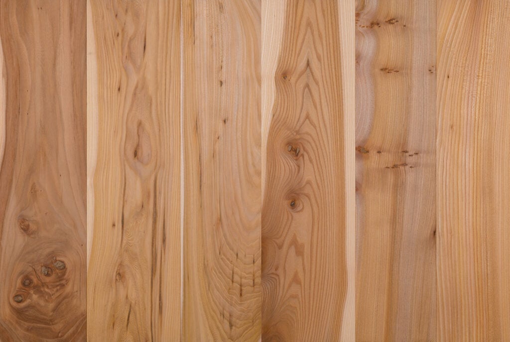 European Elm